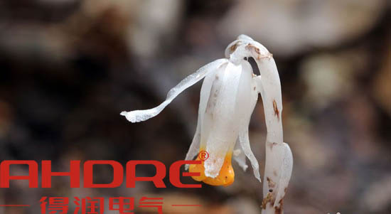 安徽得潤電氣 高低壓開關柜 變頻柜 咨詢熱線4000551777 安徽得潤電氣 高低壓開關柜 變頻柜 咨詢熱線4000551777