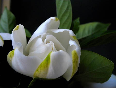 安徽得潤(rùn)電氣 高低壓開(kāi)關(guān)柜 軟起柜 咨詢熱線4000551777